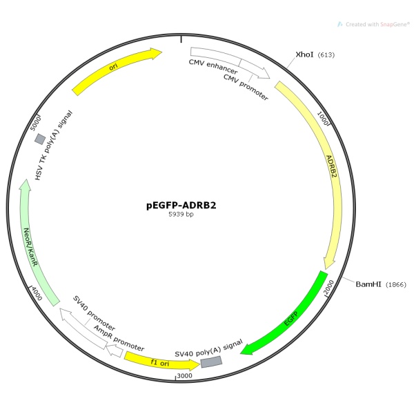 pEGFP-ADRB2人源基因质粒