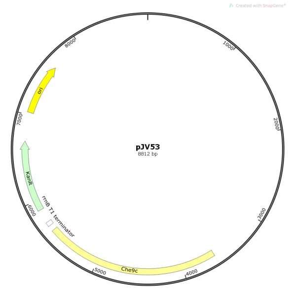 pJV53噬菌体基因质粒