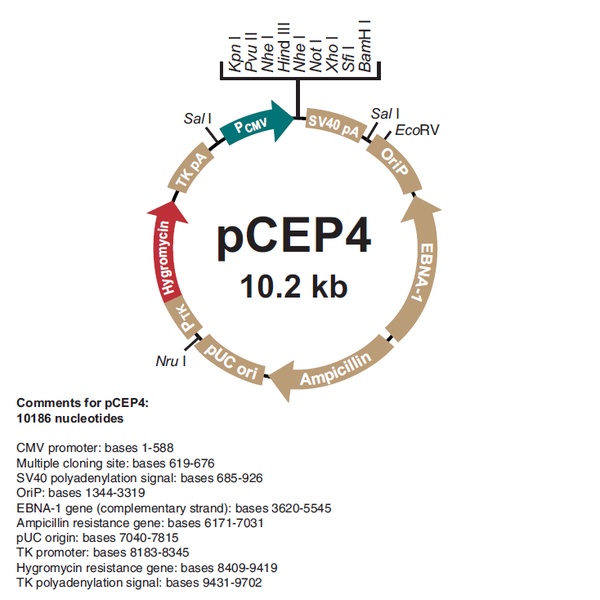 pCEP4哺乳表达质粒