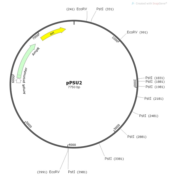 pPSU2 DNA Marker制备质粒