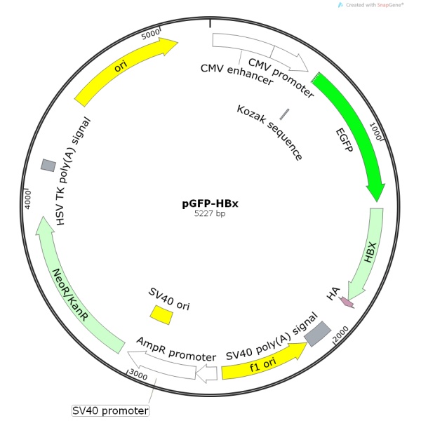 pGFP-HBx病毒基因质粒