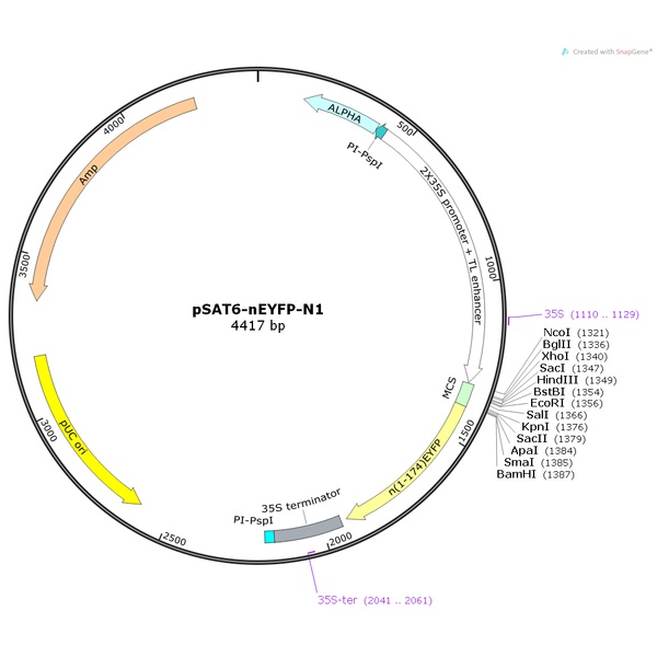 pSAT6-nEYFP-N1植物双分子荧光质粒