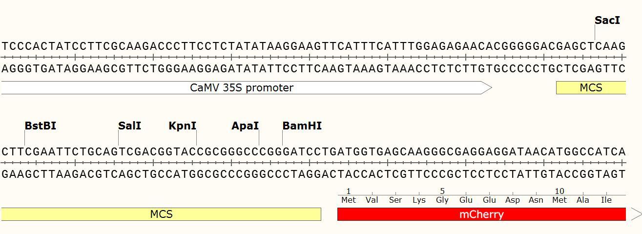 pCAMBIA1300-mCherry植物荧光质粒