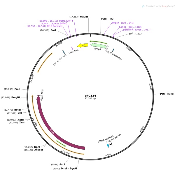 pFC334丝状真菌基因编辑质粒