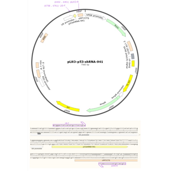 pLKO-p53-shRNA-941人源基因干扰质粒