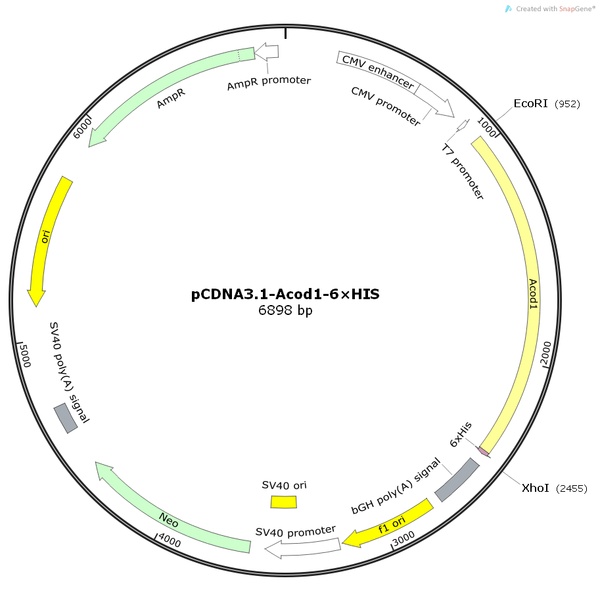 pCDNA3.1-Acod1-6×HIS人源基因质粒