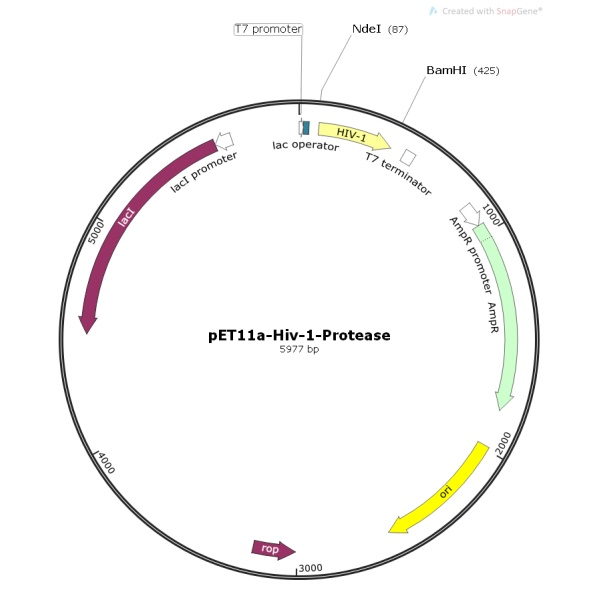 pET11a-Hiv-1-Protease病毒基因质粒