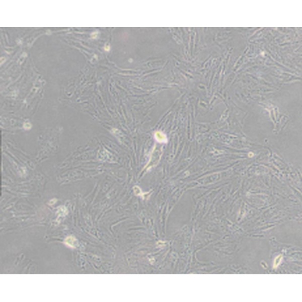 NCI-H2087人非小细胞肺癌细胞