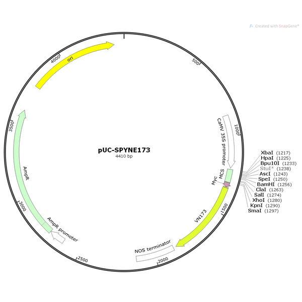 pUC-SPYNE173植物双分子荧光质粒