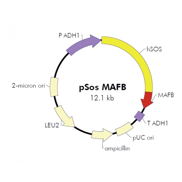 pSos-MAFB酵母质粒