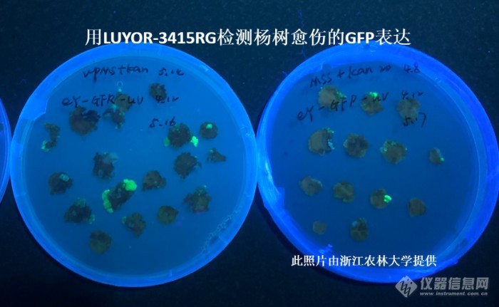 LUYOR-3145RG观察杨树愈伤组织中的gfp荧光蛋白的表达