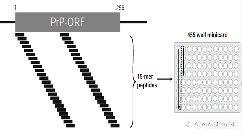 案例解读|基于朊病毒的肽阵列绘制