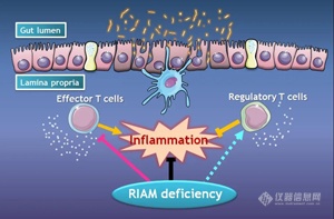 RIAM在肠道炎症中的功能示意图