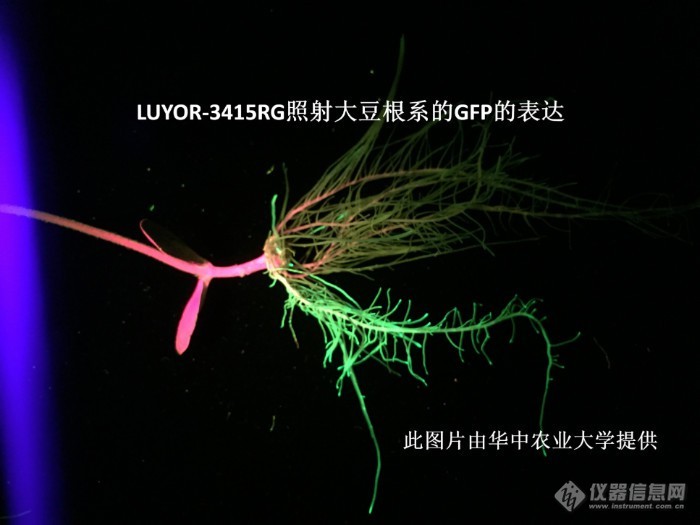 LUYOR-3145RG观察大豆根系中的gfp荧光蛋白的表达