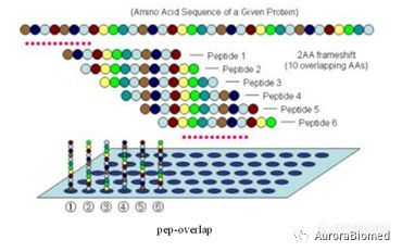 案例解读|基于朊病毒的肽阵列绘制