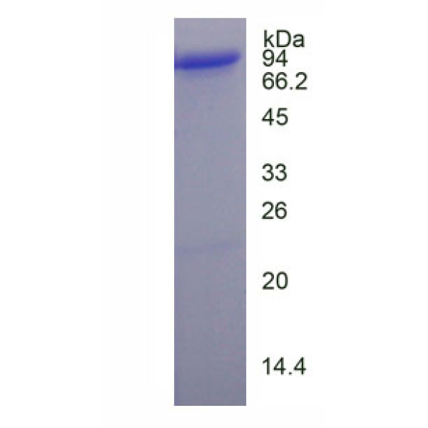 序列相似家族135成员B(FAM135B)重组蛋白
