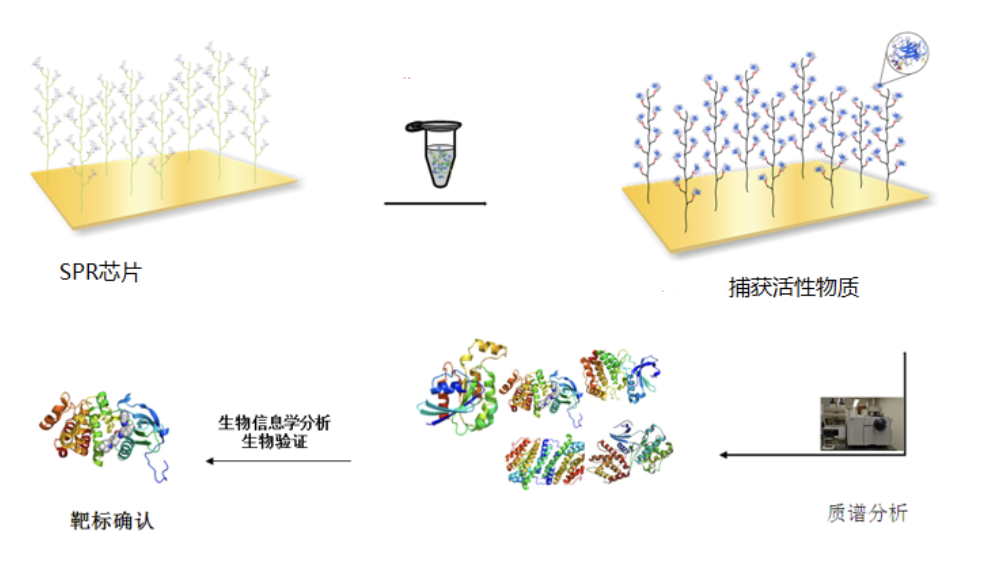 表面等离子共振(SPR)技术助力中药现代化研究_北京英柏生物科技有限公司