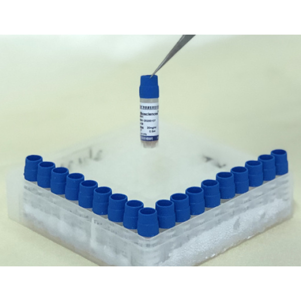 肺微粒体 Lung Microsomes