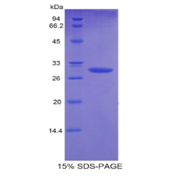 突触素(SYP)重组蛋白