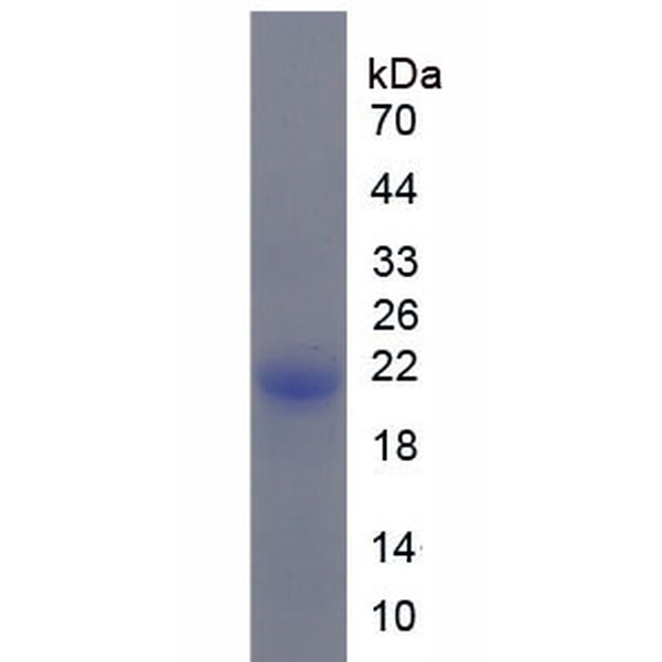 SCFR重组蛋白；干细胞因子受体重组蛋白