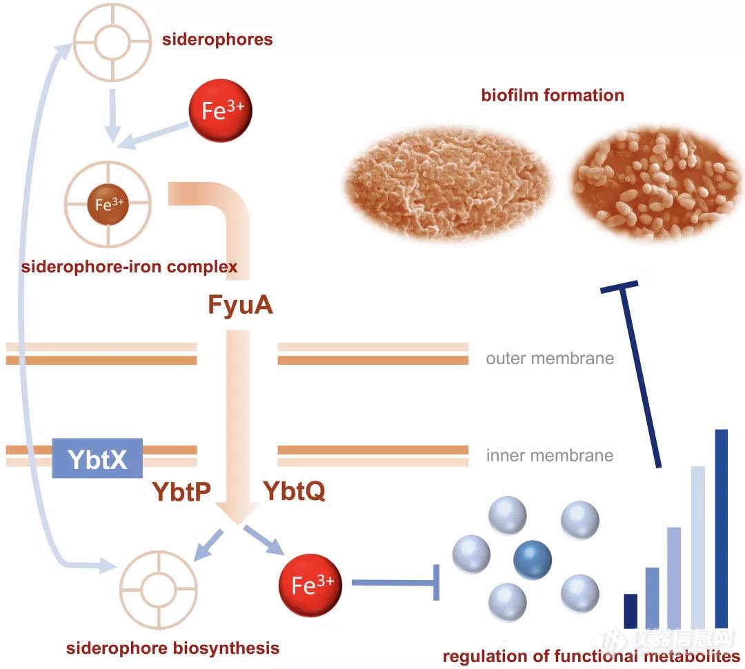 上海交通大学吕海涛课题组发表微生物生物膜功能代谢组学创新研究成果