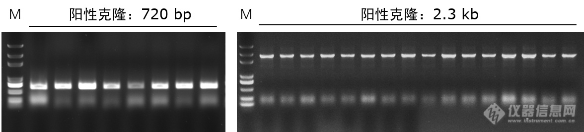 Taq PCR Mix-3.png