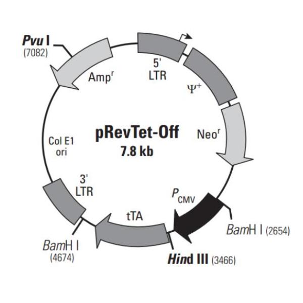 pRevTet-Off 载体