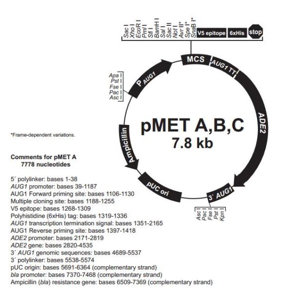 pMET A 载体