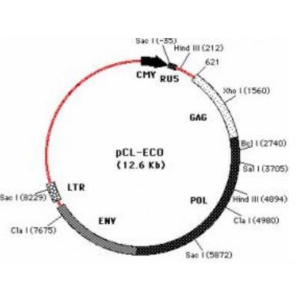 pCL-Eco 载体