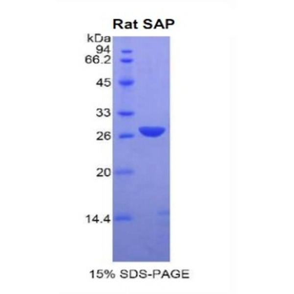 SAP重组蛋白；血清淀粉样P物质重组蛋白