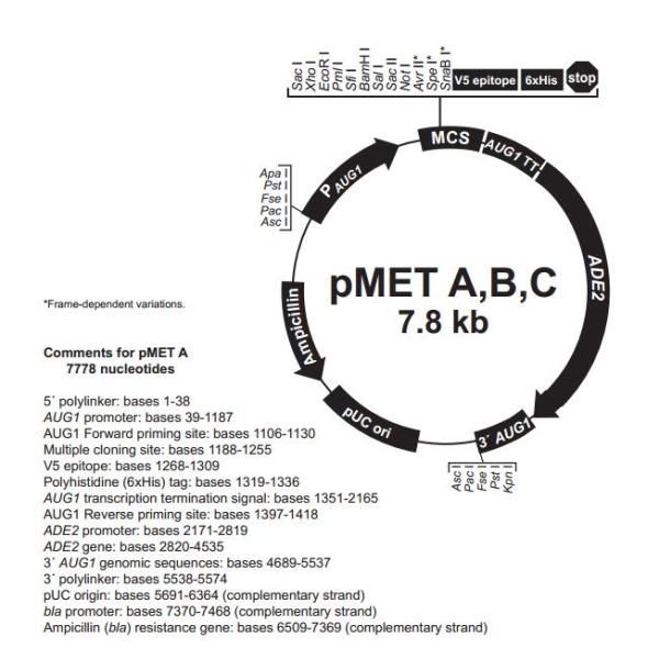 pMET C 载体