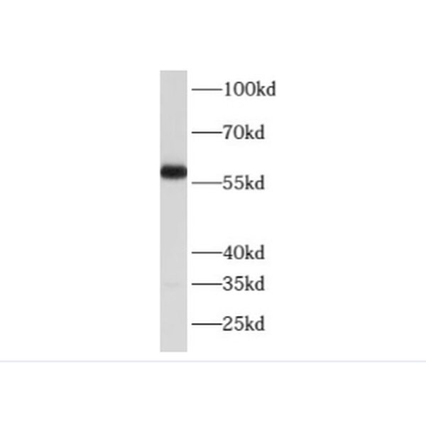 anti- AXIN1 antibody