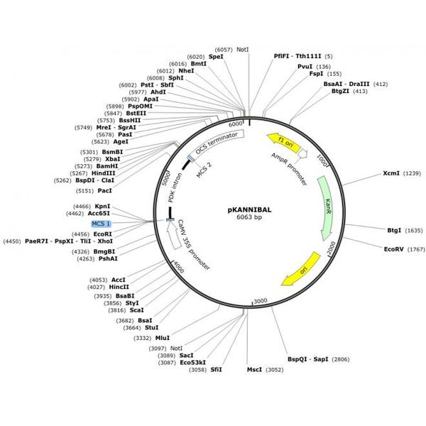 pKANNIBAL 载体