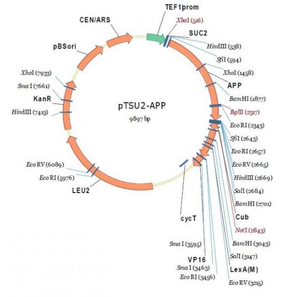 pTSU2-APP 载体