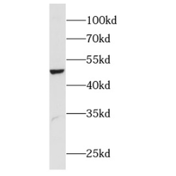 anti- LIPI antibody