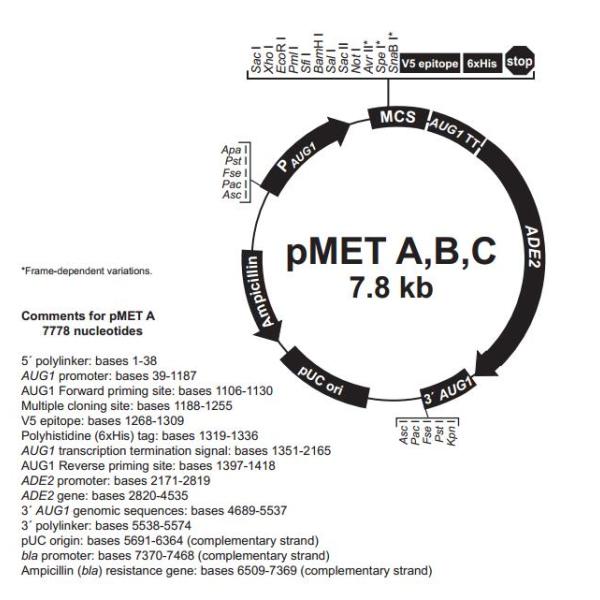 pMET B 载体