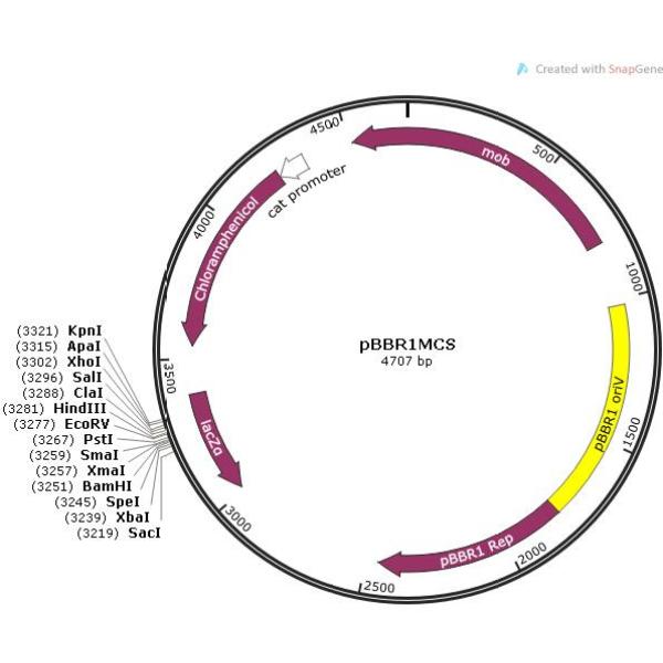 pBBR1MCS 载体