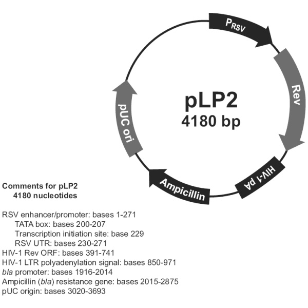 pLP2 载体