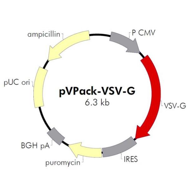 pVPack-VSV-G 载体