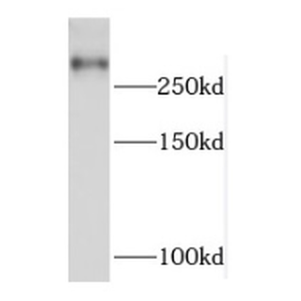 anti- MIA3 antibody