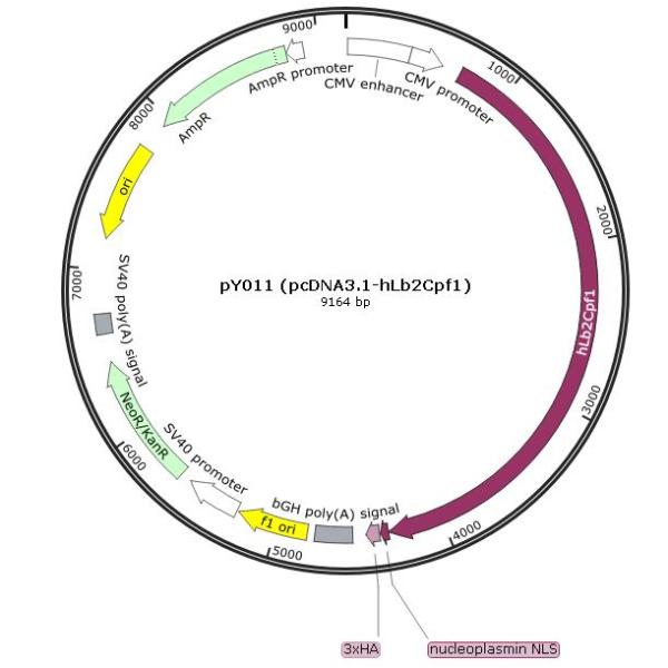pY011 (pcDNA3.1-hLb2Cpf1) 载体