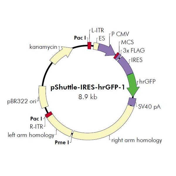 pShuttle-IRES-hrGFP-1 载体