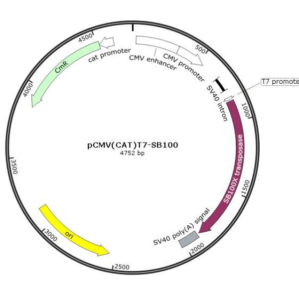 pCMV(CAT)T7-SB100 载体