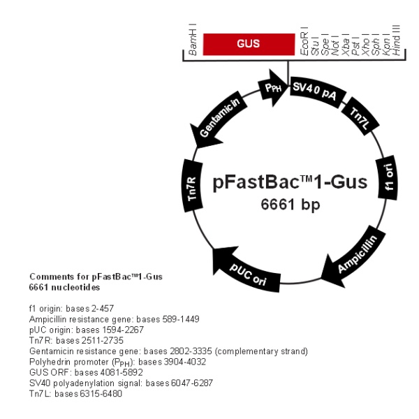 pFastBac1-Gus 载体