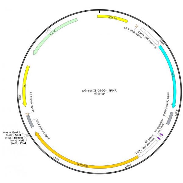 pGreenII 0800-miRNA 载体