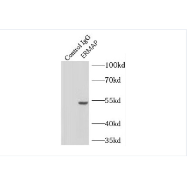 anti- ERMAP antibody