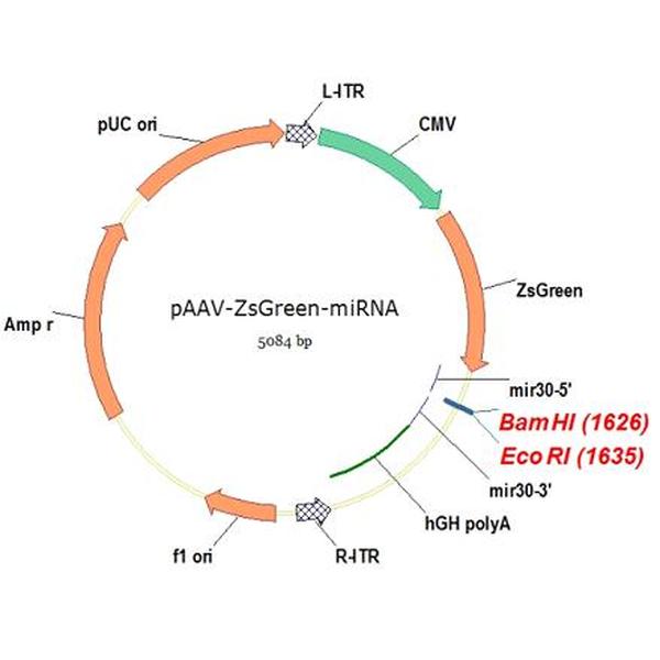 pAAV-ZsGreen-miRNA 载体