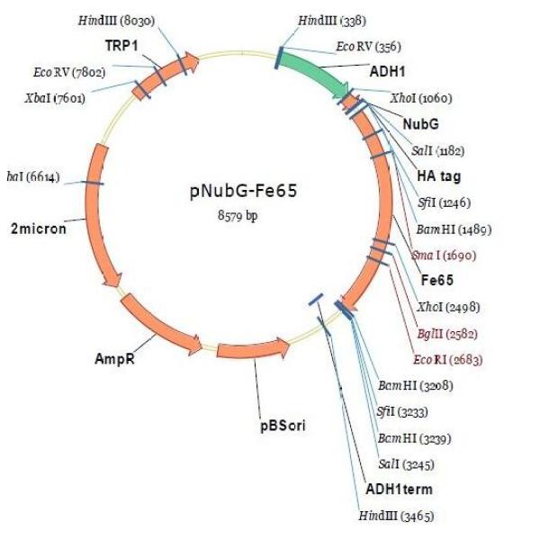 pNubG-Fe65 载体