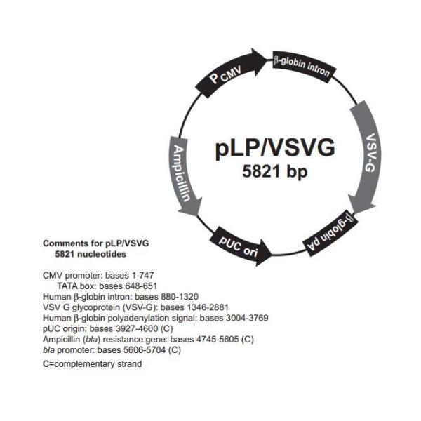 pLP/VSVG 载体
