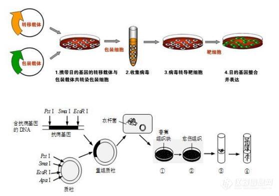 质粒（载体）.jpg